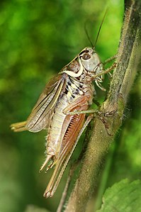 Roesel's bush-cricket, by Richard Bartz