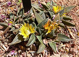 Nananthus vittatus