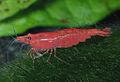 Neocaridina davidi var. Sakura