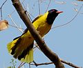 Tail-fanning is one element of oriole courtship[3]