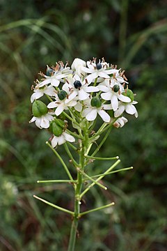 Description de l'image Ornithogalum saundersiae (Asparagaceae) (49429981653).jpg.