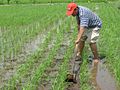 Petani membuat kerja melandak (merumpai)