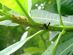 Parachartergus apicalis