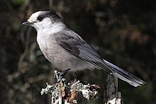 A Canada jay standing on top of a dead tree