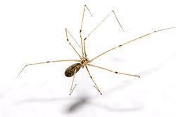 Pholcus phalangioides