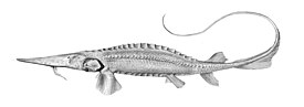 Сырдарьинский лопатонос (Pseudoscaphirhynchus fedtschenkoi)