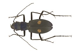 Скакун Pseudoxycheila tarsalis