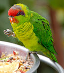 A green parrot with a light green underside, a red forehead, and a violet mark behind the eyes