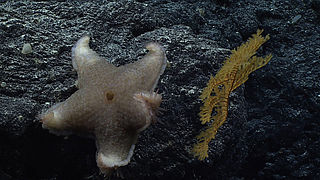 Pteraster reticulatus