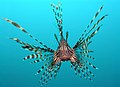 Image 1Head-on view of the venomous lionfish (from Coral reef fish)