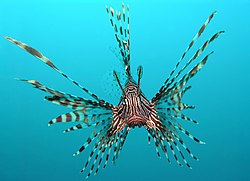 Чеони поглед на Pterois volitans