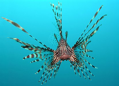 Red lionfish, by Jens Petersen