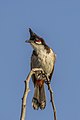 Un bulbul orphée vers la commune Les Trois-Bassins à La Réunion. Décembre 2022.