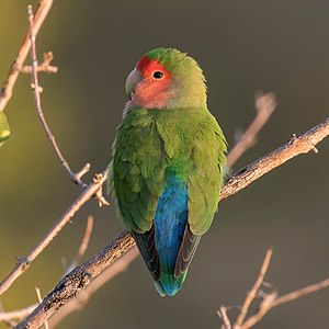 Rosy-faced lovebird, back, by Charlesjsharp