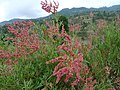 Afrikanischer Ampfer Rumex nervosus