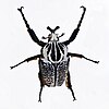 The beetle Goliathus orientalis