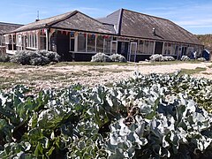 Sea Kale as decorative plant in Birling Gap garden