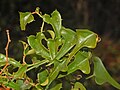 Leaves of Smilax aspera