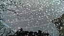 A trace accumulation of snowflakes on a car window