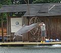 Jeune, encore gris, dans un marine land à Singapour