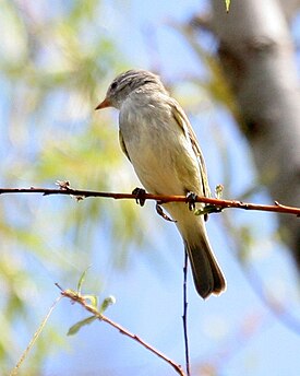 Camptostoma obsoletum