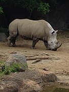 Southern White Rhino.