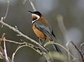 Eastern Spinebill