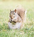 Squirrel feeding.