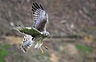 Swamp Harrier