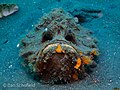 Synanceia horrida dans le détroit de Lembeh en Indonésie.