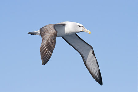 Flying shy albatross, by JJ Harrison