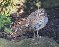 Long-tailed Ground-roller