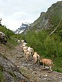 Troupeau de blondes d'Aquitaine en transhumance dans la partie basse de la vallée de la Géla.