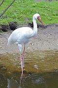 White crane with dull red face