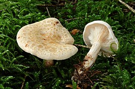 Taches hygrophanes en guttules (sud de l'Allemagne).