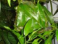 Weaver ants nest on a Mango tree