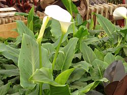 Hábito, folhas e inflorescência de Zantedeschia aethiopica.