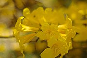 Handroanthus umbellatus