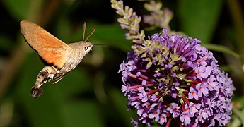 Moro-sphinx butinant un buddleia de David