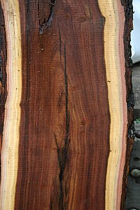 Heartwood/sapwood