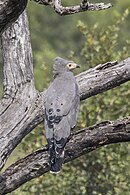 showing tail feathers, South Africa