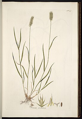 Agropyron cristatum