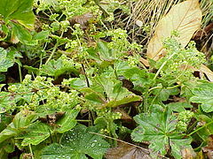 Description de l'image Alchemilla flabellata2.jpg.