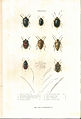 Plate 1 from: C.J.-B. Amyot and J. G. Audinet-Serville (1843). Histoire naturelle des insectes. Hémiptères. Paris, Librairie encyclopédique de Roret.