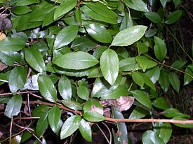 Aphanopetalum resinosum