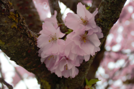 Arbre en fleurs à Faverges