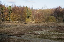 Spontaneous pine and birch vegetations.