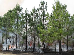 Prescribed burn at Big Woods State Forest