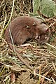 Lucilia sericata en ponte sur un cadavre de Rattus norvegicus