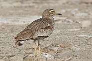 Сенегальская авдотка (Burhinus senegalensis)